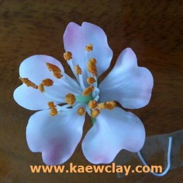 ดอกซากุระ (Cherry blossom )
