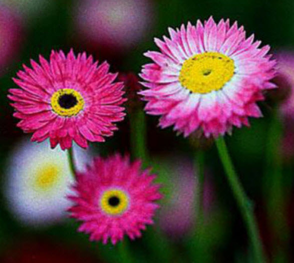 ดอกกระดาษ (Straw flower / Paper Daisy) คละ ดอกใหญ่ / 200 เม็ด (UK)*