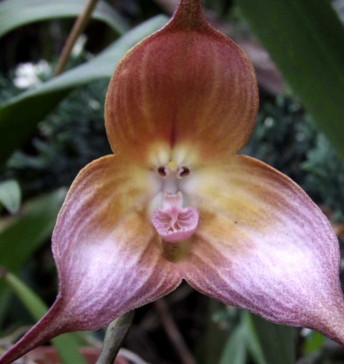 พิมพ์ตัดกล้วยไม้หน้าลิง(Cutter Mold monkey orchids)