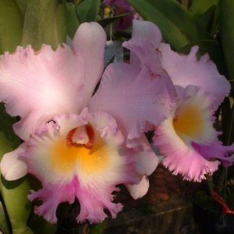 พิมพ์อลูมิเนียมตัดดอกแคทรียา+ใบ (Aluminum mold cutter Cattleya+ leaves )
