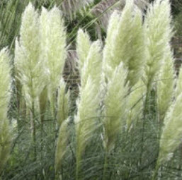 หญ้าภูเขา (Pampas grass) สีขาว (แบบใหม่) / 200 เม็ด (UK)*