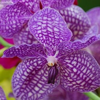 พิมพ์ตัดดอกกล้วยไม้แวนด้าฟ้ามุ้ย(Aluminum mold cutter Vanda coerulea Griff.)