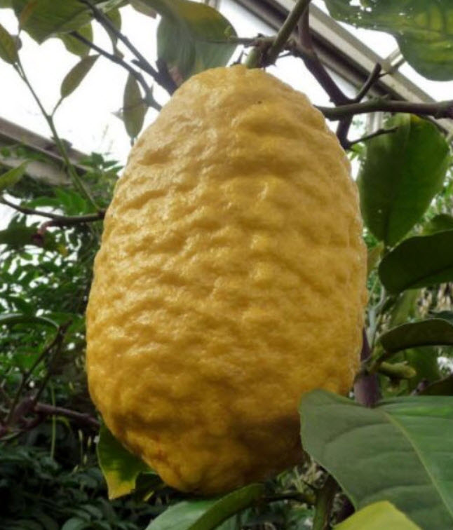 มะนาวอิทร็อก (Etrog / Citrus medica) ผลใหญ่ / 5 เม็ด (Israel)*