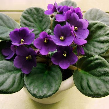 พิมพ์อลูมิเนียมตัดรวมกลีบดอก+ใบแอฟริกันไวโอเล็ต (Aluminum mold cutter African Violet + leaves )