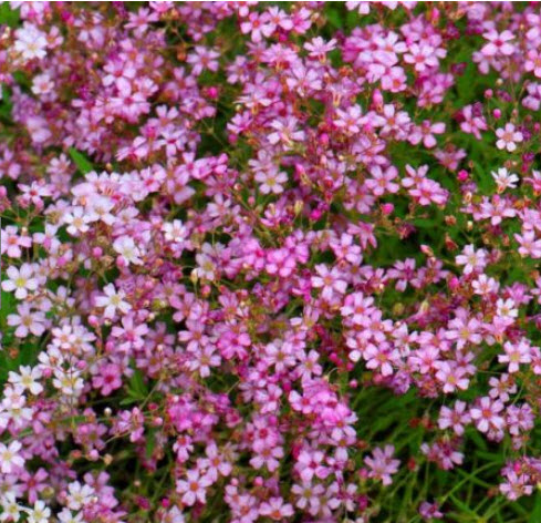 ยิปโซ คริมสัน (Crimson Gypsophila) / 2,000 เม็ด (UK)*
