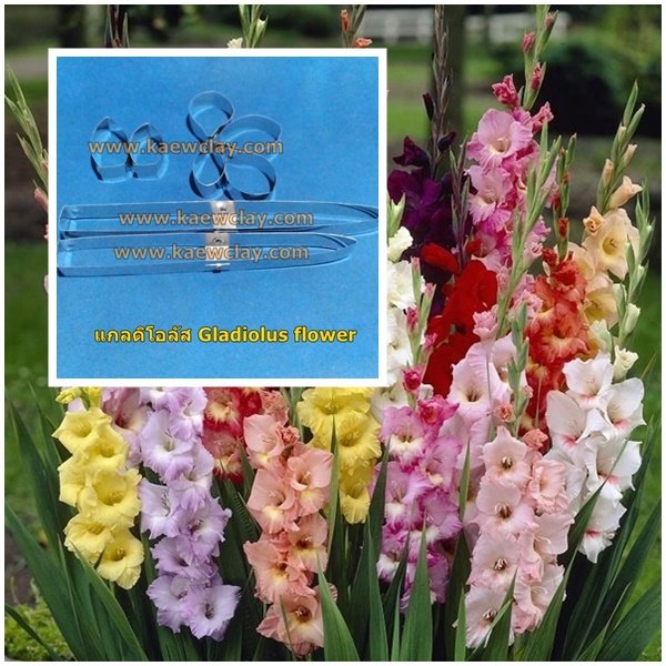 พิมพ์ตัดดอก + ใบแกลดิโอลัส ( Aluminum Mold cutter Gladiolus flower )