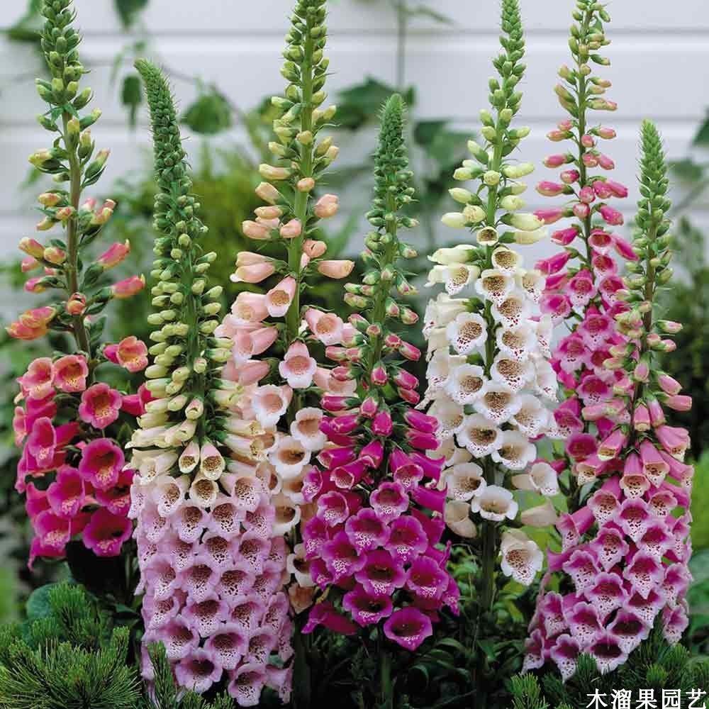 พิมพ์ตัดถุงมือจิ้งจอก(Cutter Mold foxglove)