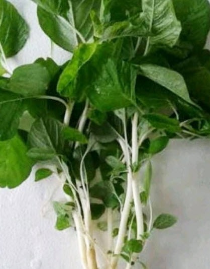 ผักโขมแก้ว (Amaranth) 500 เม็ด / ซอง