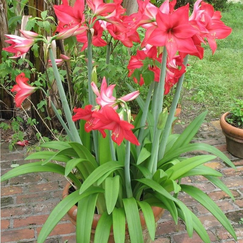 พิมพ์ตัดอลูมิเนียมว่าน 4 ทิศ(Aluminum mold cutter Amaryllis / Hippeastrum )
