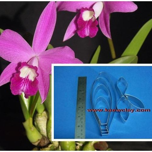 พิมพ์ตัดดอกกล้วยไม้แลเลีย(Aluminum mold cutter laelia anceps lindley)