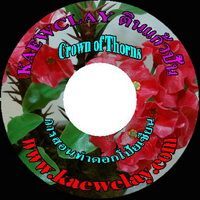 DVDการสอนทำดอกและต้นโป้ยเซียน (DVD How to make CROWN OF THORNS with KAEWCLAY)