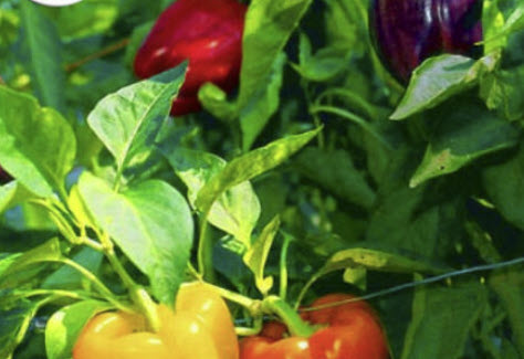 พริกหวาน (Bell Pepper) คละสี / 200 เม็ด (UK)
