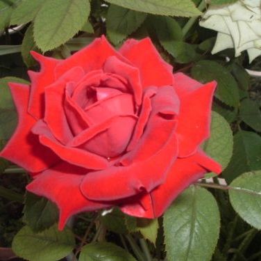 พิมพ์อัดลายใบกุหลาบ (Veiners ROSE leaves)