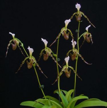 พิมพ์ตัดอก+ใบรองเท้านารี หนวดฤาษี ( Aluminum mold cutter Paphiopedilum parishii)
