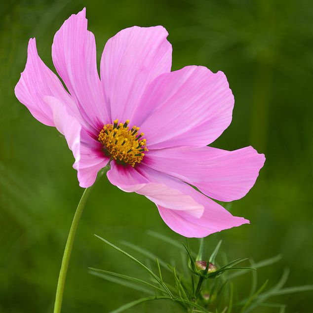 พิมพ์อัดลายดอกทานตะวัน,ดอกดาวกระจาย (Veiners SUNFLOWER,Cosmos )