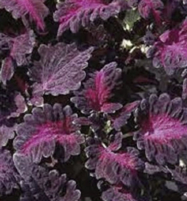 ฤาษีผสม แบล๊ค ดราก้อน (Black Dragon Coleus) / 25 เม็ด (USA)*