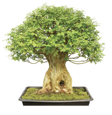 ยี่เข่งบอนไซ (Crepe Myrtle) / 10 เม็ด (UK)*