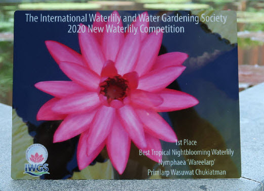 บัวสาย'วารีลาภ' / N.'Wareelarp'