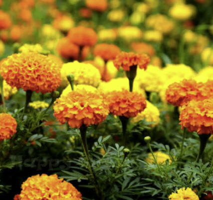 ดาวเรืองอัฟริกัน (African Marigold - Crackerjack) คละสี / 15 เม็ด(UK)