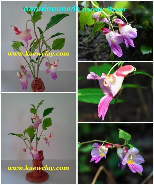 ดอกเทียนนกแก้ว ( parrot flower )