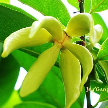 พิมพ์ตัดอลูมิเนียมดอก+ใบกระดังงา(Aluminum mold cutter Ylang-ylang )