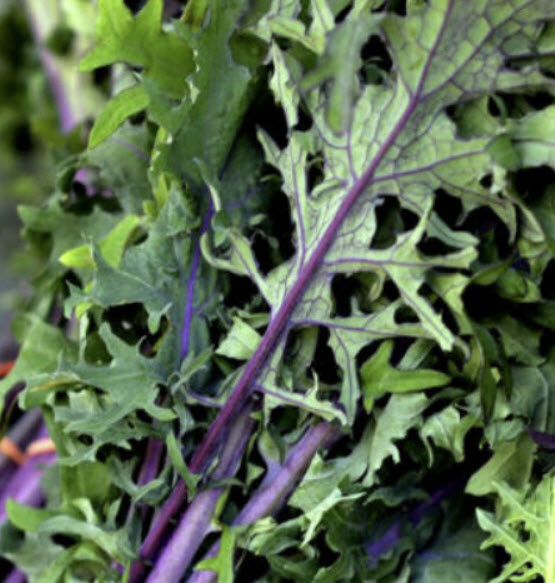 ผักเคลรัสเซียม่วง (Kale Russian Red) / 700 เม็ด (UK)*