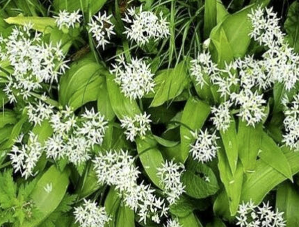 กระเทียมป่า (Wild garlic) / 100 เม็ด (UK)