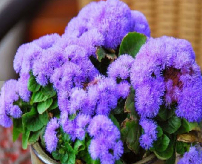 อะเจอราตุ้ม บลูมิ้งค์ (Ageratum - Blue Mink) พันธุ์เตี้ย / 2,000 เม็ด (UK)*