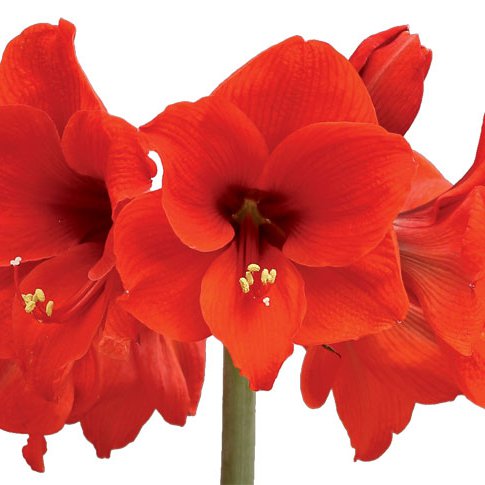 พิมพ์ตัดอลูมิเนียมว่าน 4 ทิศ(Aluminum mold cutter Amaryllis / Hippeastrum )