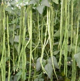 ถั่วพุ่ม หรือถั่วไร้ค้าง (Cowpea) / ซอง