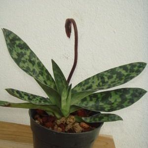 พิมพ์ตัดดอก+ใบรองเท้านารีคางกบ(Aluminum mold cutter Paphiopedilum callosum)