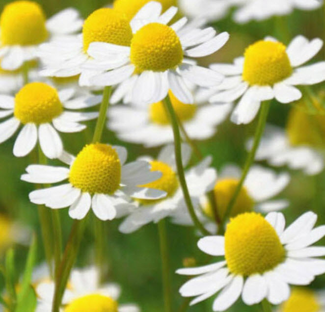 โรมัน คาโมมายล์ (Roman Chamomile) / 1,000 เม็ด (Belgium)*