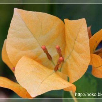 พิมพ์ตัดอลูมิเนียมดอก+ใบเฟื่องฟ้า(Aluminum mold cutter Bougainvillea )