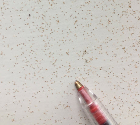 เฟิร์นใบเงิน Silver Fern / Cyathea dealbata / 500 สปอร์ (พรีออเดอร์)