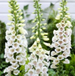 ดิจิทาลิส (Digitalis - Alba) สีขาว / 7,000 เม็ด (UK)*