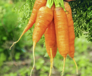 แคร็อท - อัมสเตอดัม ฟอร์สซิ่ง (Carrot - Amsterdam Forcing) / 100 เม็ด (UK)
