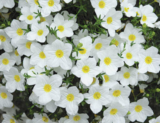 คัพฟลาวเวอร์สีขาว (Cupflower White Robe) / 600 เม็ด (UK)*