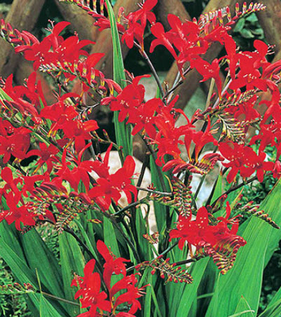 โครคอสเมียร์ ลูซิเฟียร์ (Crocosmia Lucifer) / 25 เม็ด (Spain)*