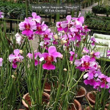 พิมพ์ตัดกล้วยไม้แวนด้าโจคิม (Aluminum mold cutter Vanda Miss Joaquim orchids.) สำเนา