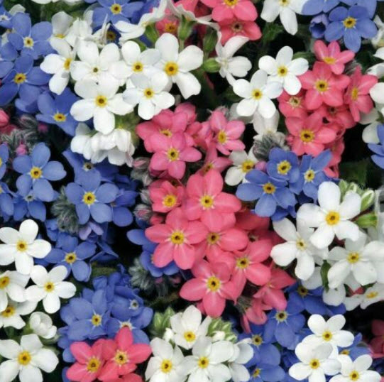 ฟอร์เก็ต มี น็อท (Forget Me Not) คละ / 8,000 เม็ด (UK)