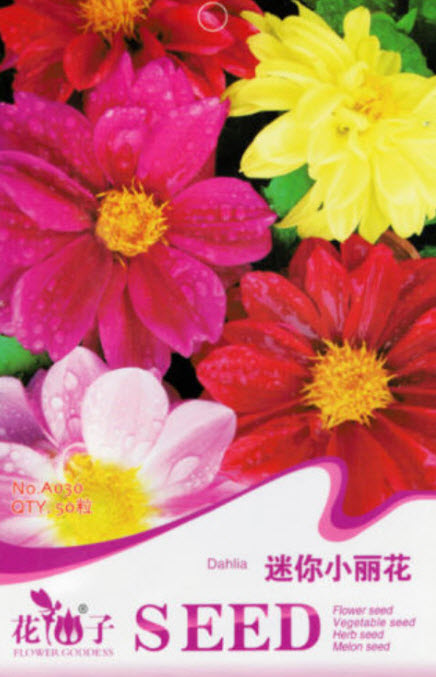 ดาห์เลีย หรือรักเร่ (Dahlia) คละ / ซอง 50 เม็ด (China)*