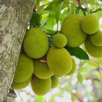 พิมพ์ตัดอลูมิเนียมใบขนุน(Aluminum mold cutter Jackfruit leaf )