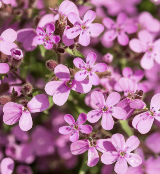 ร็อค โซปวอร์ท (Rock Soapwort / Saponaria Ocymoides) / 100 เม็ด (France) *