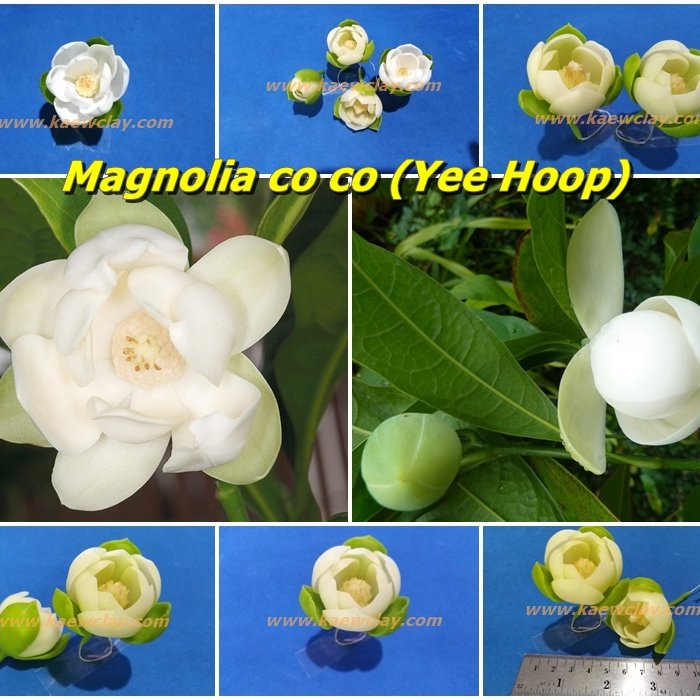 พิมพ์ตัดอลูมิเนียมดอก + ใบ ยี่หุบ Mold cutter Magnolia co co (Yee Hoop)