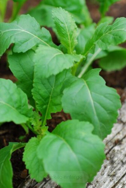 ร็อคเกท วาซาบิ (Rocket Wasabi) / 100 เม็ด (Australia) *