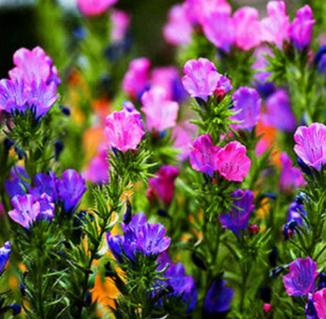 ไวเปอร์ บูกลอส (Vipor's Bugloss) คละ / 220 เม็ด (UK)*