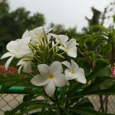 พิมพ์อลูมิเนียมตันลีลลาวดีใบลูกศร(Aluminum mold cutter Plumeria pudica + leaves )
