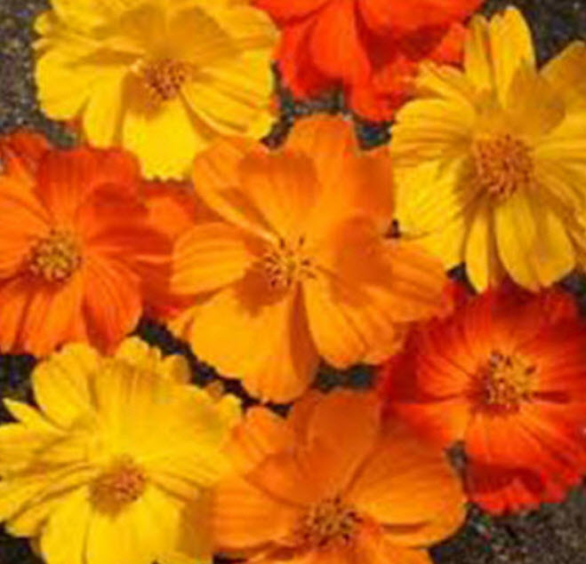 ดาวกระจาย ซัลฟูเรียส (Cosmos - Sulphureus) คละ / 100 เม็ด (UK)*