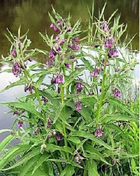 คอมเฟรย์ (Comfrey / Symphytum Officinale) / 25 เม็ด (UK)*