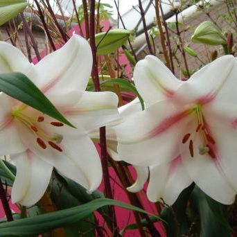 พิมพ์เรซิ่นอัดลายดอกลิลลี่ (Veiners lily flower)